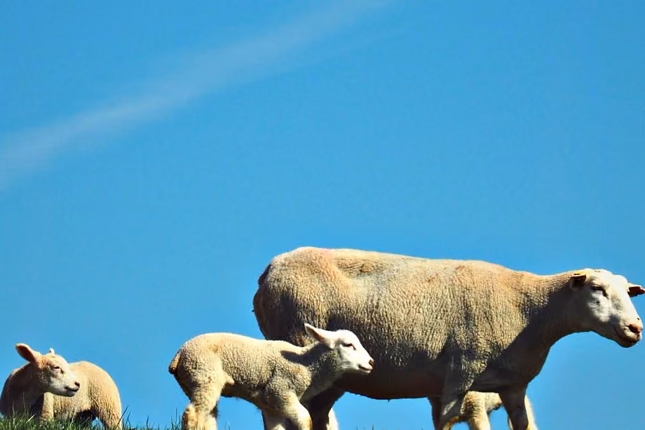 Schafe auf dem Deich vor blauem Himmel