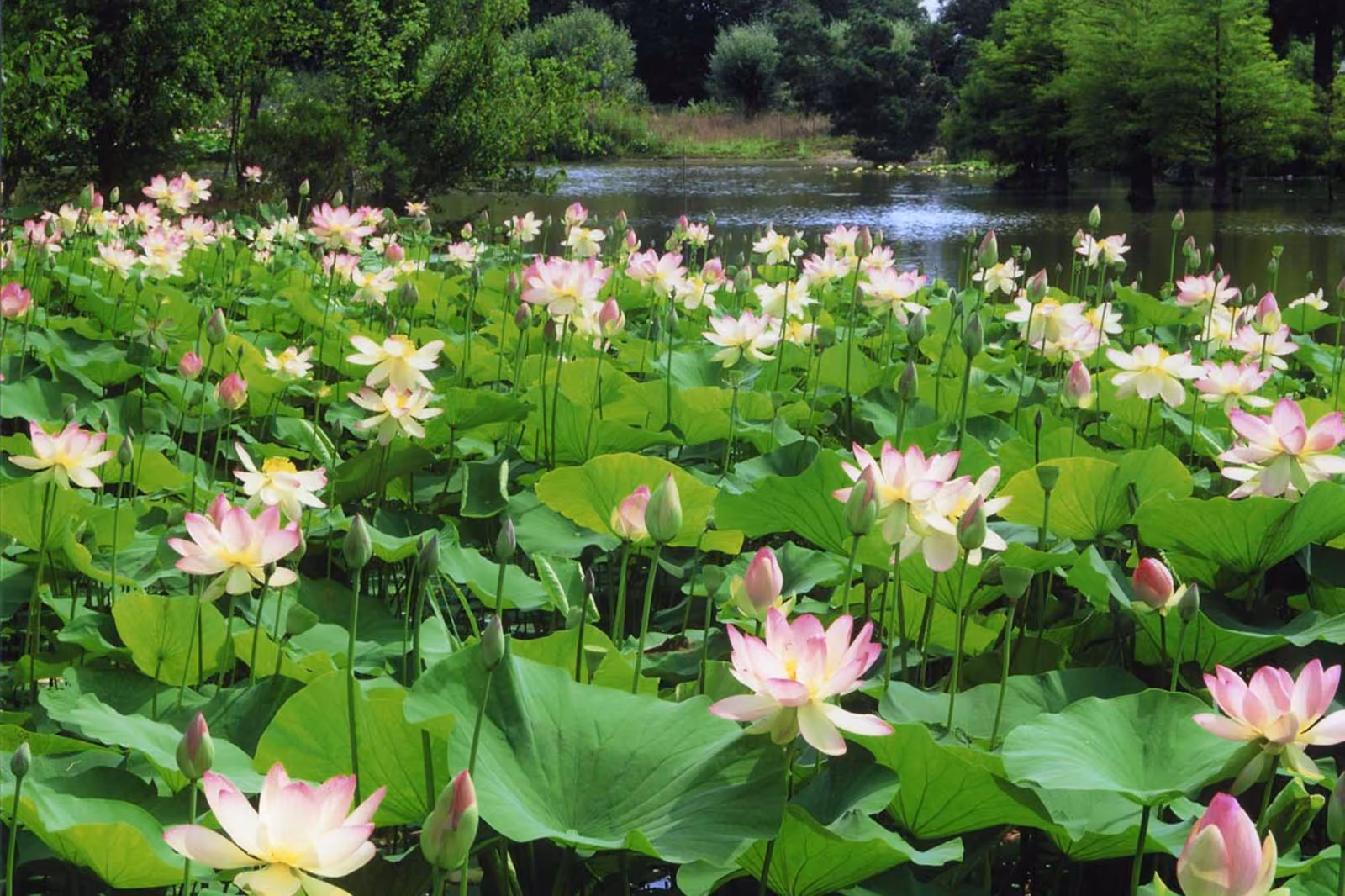 Lotosblüten im See des Arboretums Ellerhoop-Thiensen